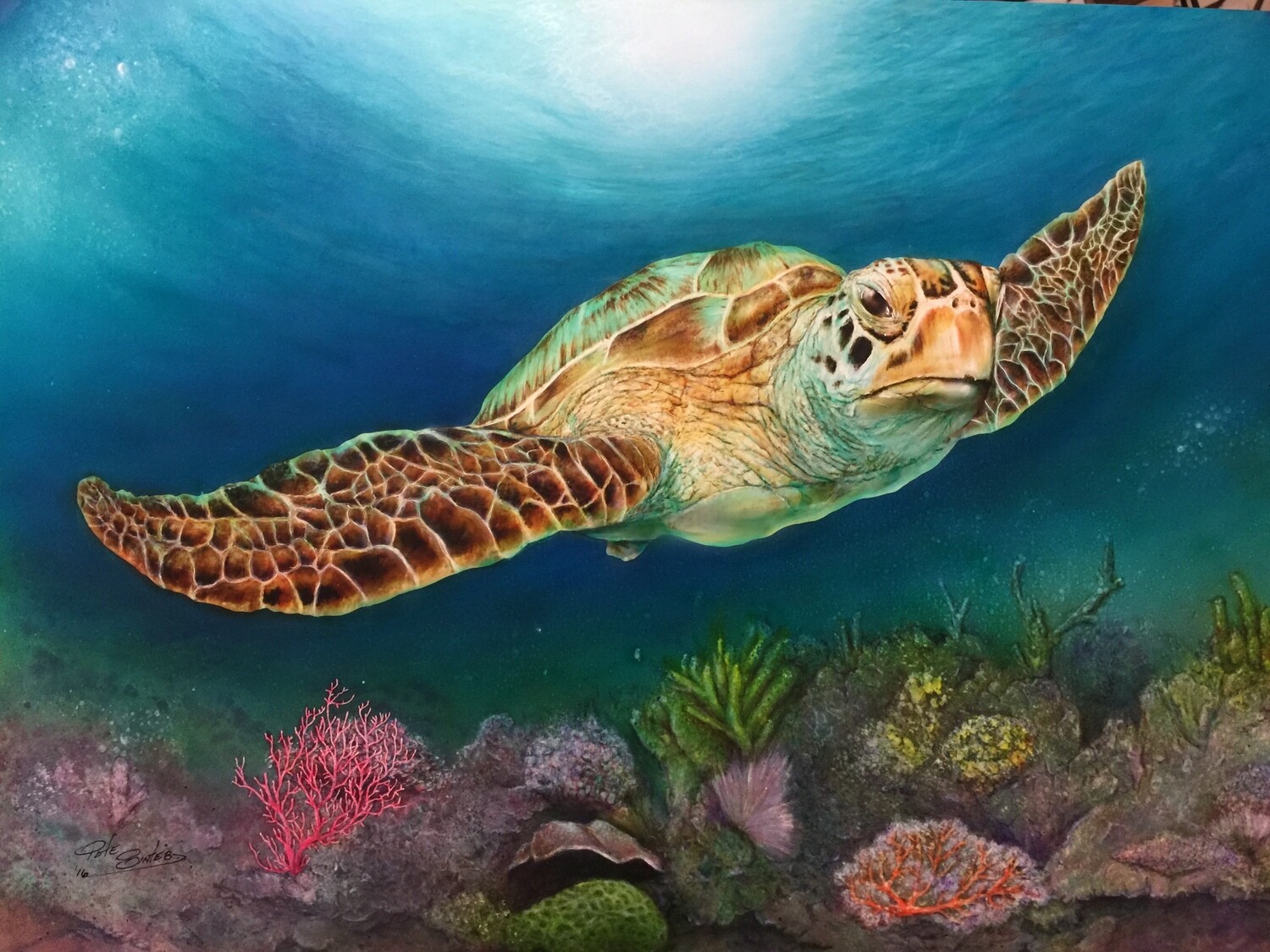 Sea Turtle II