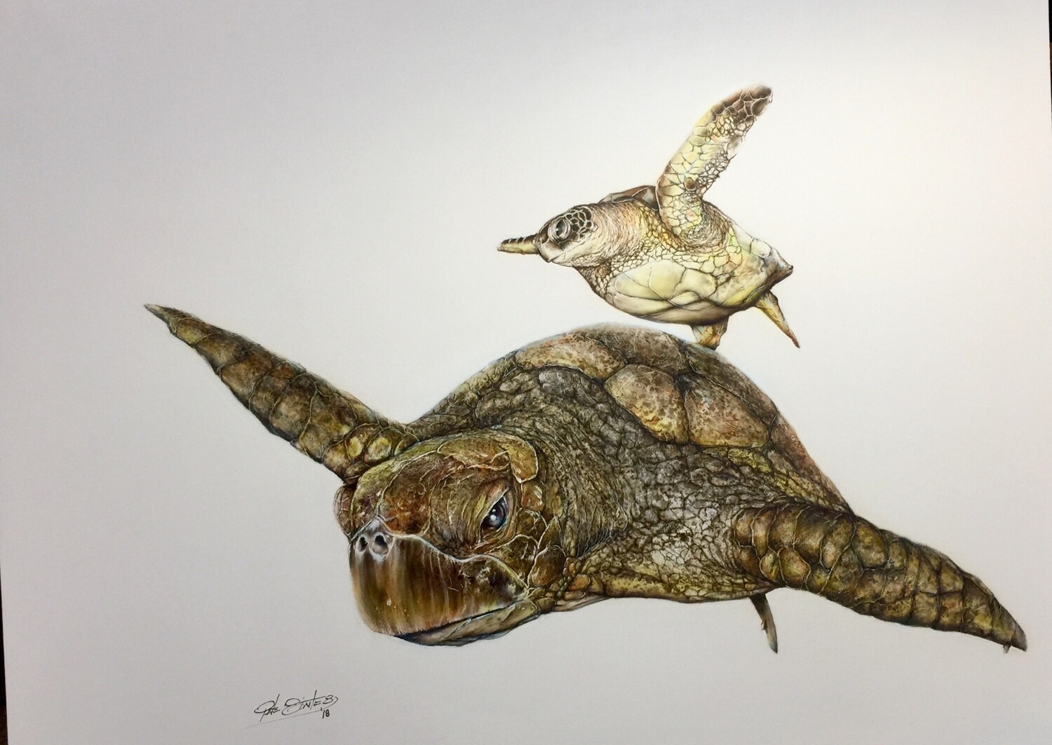 Sea Turtle IV