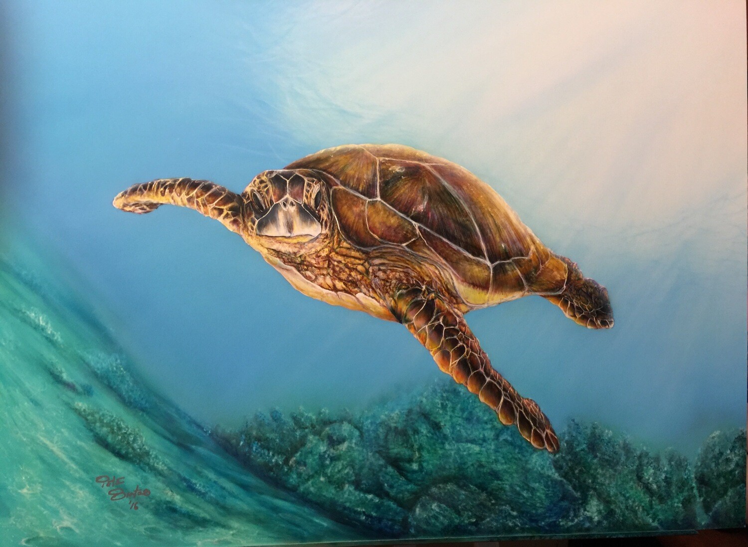 Sea Turtle I