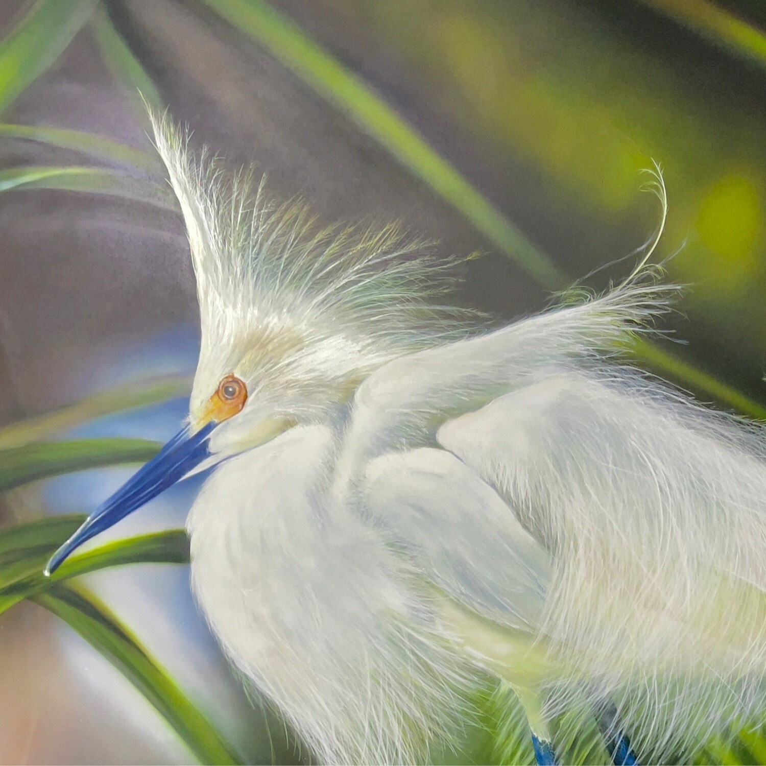 Snowy Egret (Paper Print)