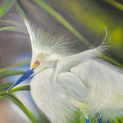 Snowy Egret (Paper Print)