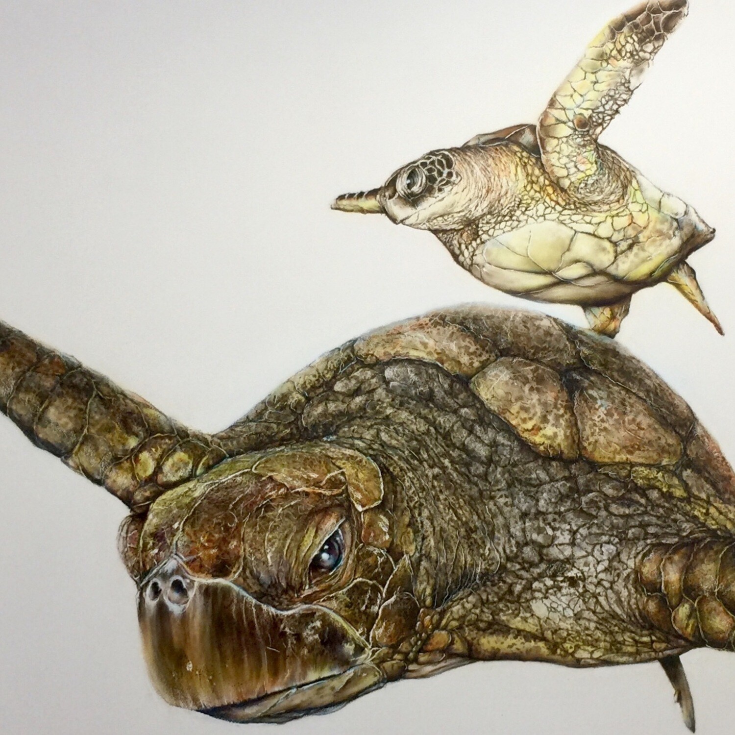 Sea Turtle IV (Paper)