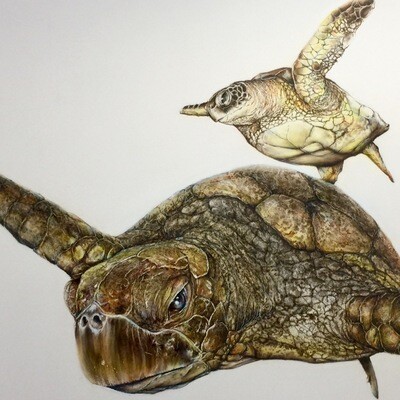 Sea Turtle IV (Paper)