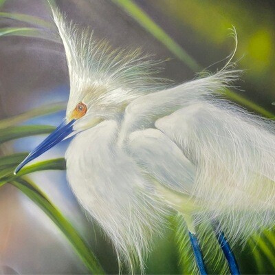 Snowy Egret (Original)