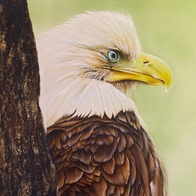 American Bald Eagle (Paper)