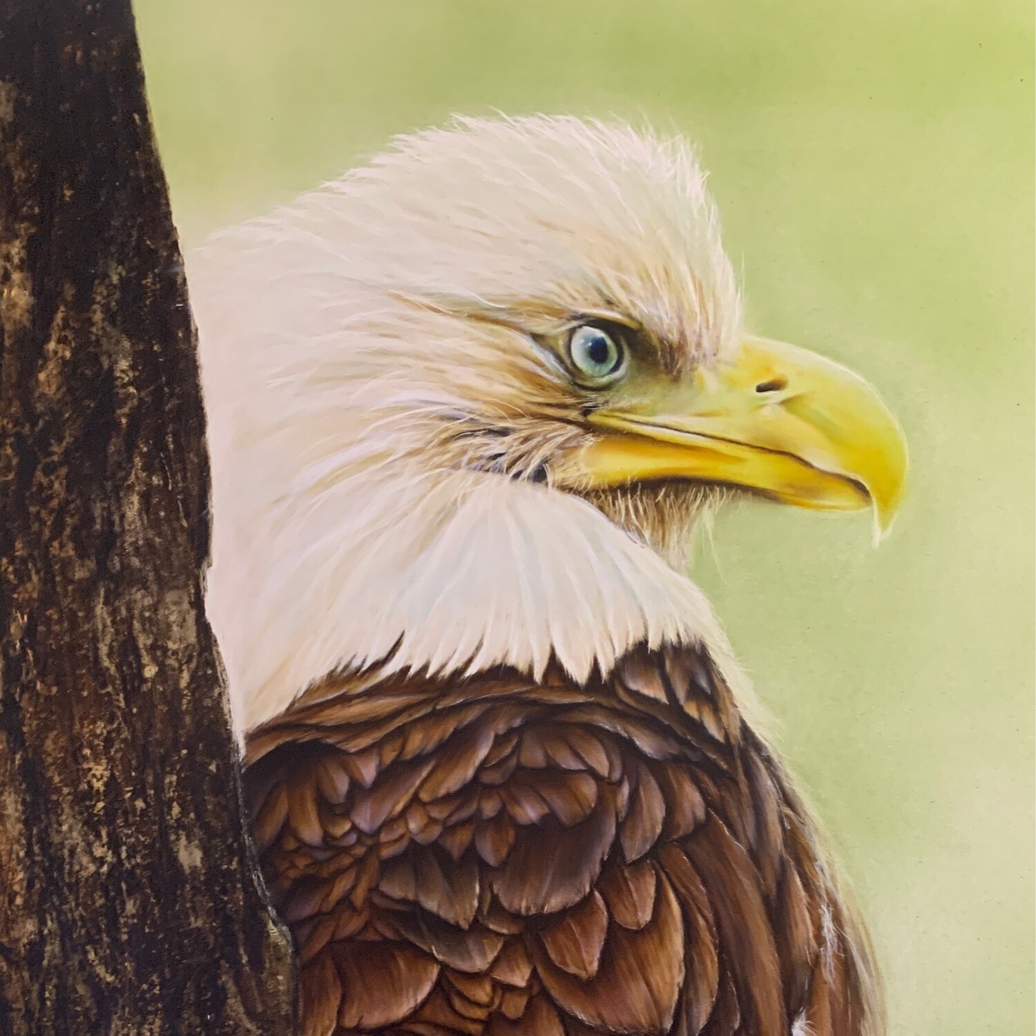 American Bald Eagle - Original