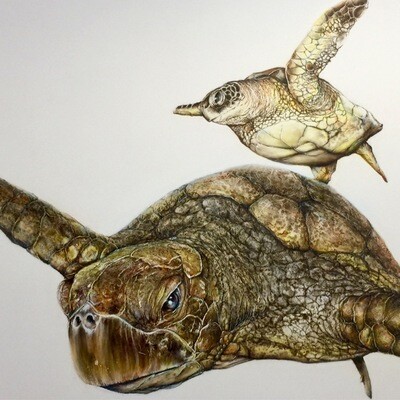 Sea Turtle IV (HD Acrylic)