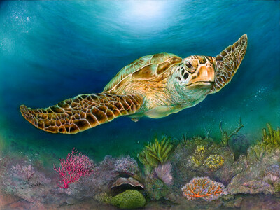 Sea Turtle II (Paper)