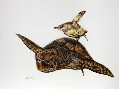 Sea Turtle IV - Original