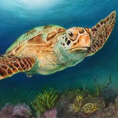 Sea Turtle II (HD Metal)