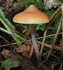Non-Cubensis