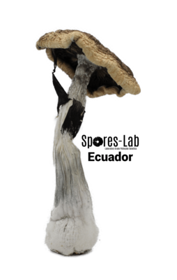 Cubensis