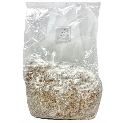 Colonized Grain (Spawn)