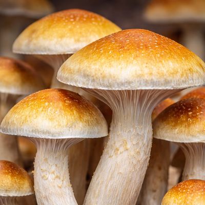 Classic Cubensis