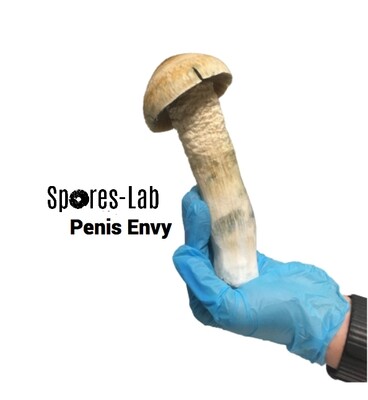 Penis Envy Genetics