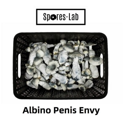 Albino Penis Envy Genetics