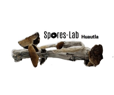 Huautla Genetics