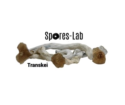 Transkei Genetics