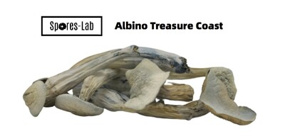 Albino Treasure Coast Genetics