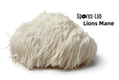 Lions Mane Genetics