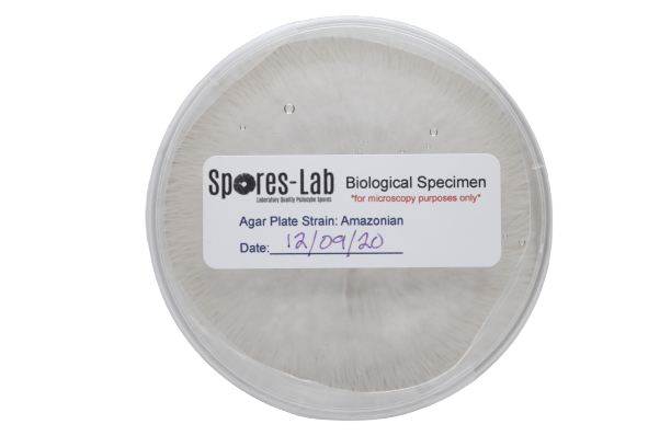 P. Tampanensis Genetics, Format: Agar Culture