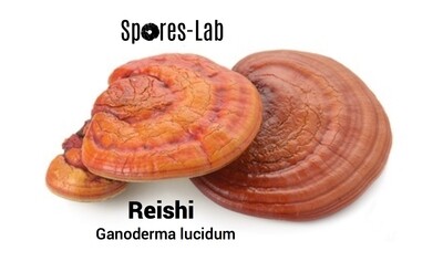 Reishi Genetics