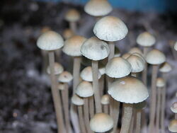 Panaeolus Cyanescens Genetics
