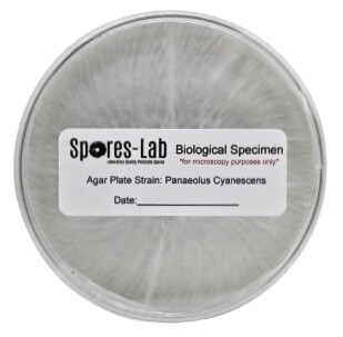 Panaeolus Cyanescens Genetics, Format: Agar Culture