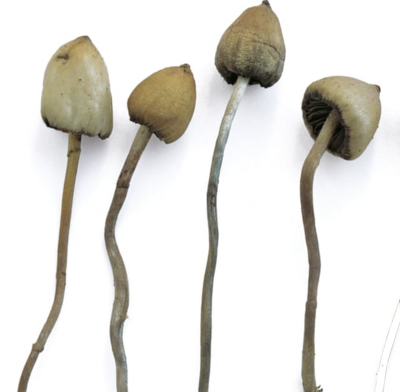 P. Semilanceata Genetics
