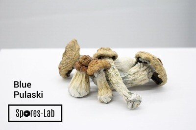 Blue Pulaski Genetics