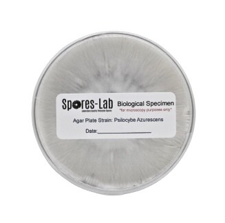 P. Ovoideocystidiata Genetics, Format: Agar Culture