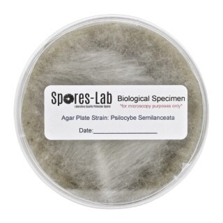 P. Natalensis Genetics, Format: Agar Culture