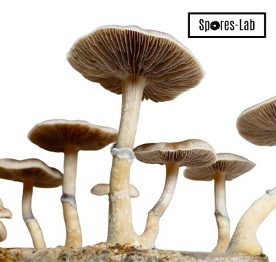P. Natalensis Genetics