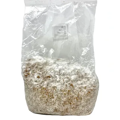 3L Colonized Millet Spawn Bags