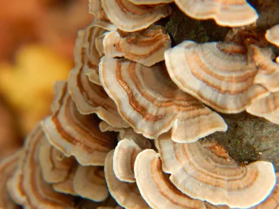 Turkey Tail