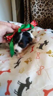 BiewerTerrier
