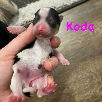 Biewer Terrier  Koda