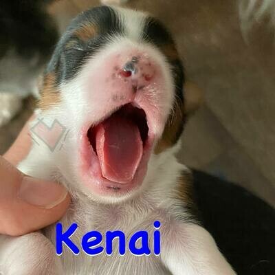 Biewer Terrier Kenai