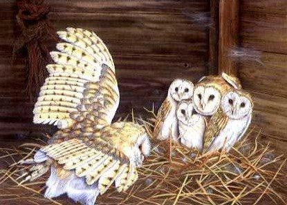 Barn Owl and Young