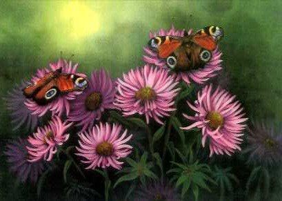 Peacock Butterflies and Daisies