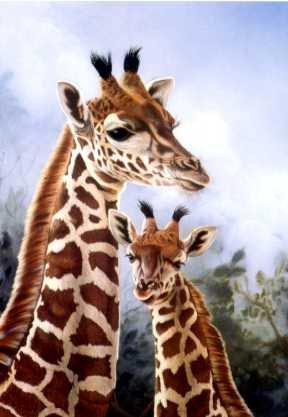 Giraffe and Young