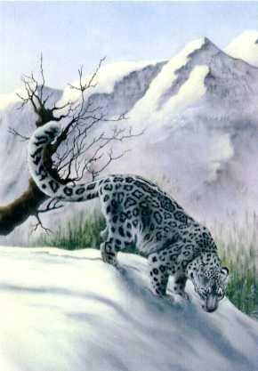 Snow Leopard Stalking
