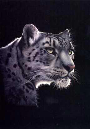 Snow Leopard on Black