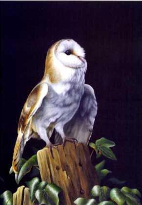 Moonlit Barn Owl