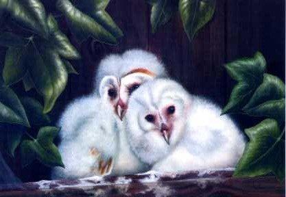 Baby Barn Owls