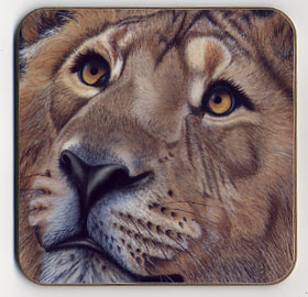Up Close Lion. Coaster