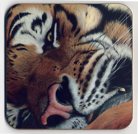 Up Close Tiger. Coaster