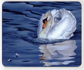 Mute Swan and Reflection. Placemat