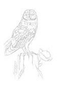 Barn Owl on Post