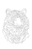 Tiger Portrait